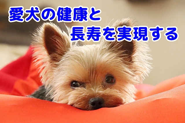 愛犬の健康